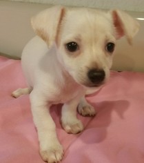 Chiweenie Dogs for adoption in Stockton, CA, USA