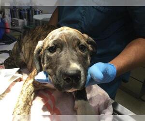 Mastiff-Unknown Mix Dogs for adoption in Riverside, CA, USA