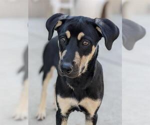 Shepweiller Dogs for adoption in Sacramento, CA, USA