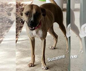Black and Tan Coonhound-Labrador Retriever-Labrador Retriever Mix Dogs for adoption in Graniteville, SC, USA