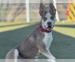Mutt Dogs for adoption in Martinez, CA, USA