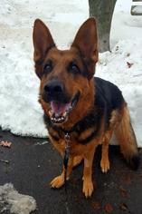 German Shepherd Dog Dogs for adoption in Dedham, MA, USA