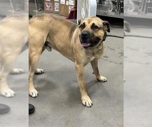 Presa Canario-Unknown Mix Dogs for adoption in Forestville, MD, USA