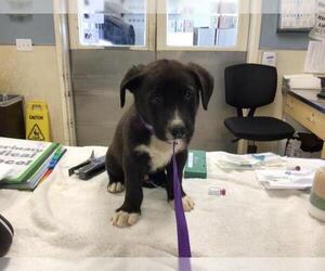 German Shepherd Dog Dogs for adoption in Riverside, CA, USA