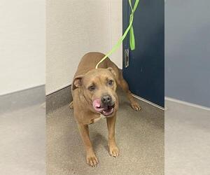 Staffordshire Bull Terrier Dogs for adoption in HESPERIA, CA, USA