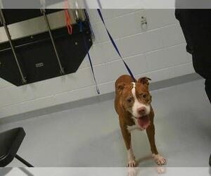 American Pit Bull Terrier Dogs for adoption in St. Cloud, FL, USA