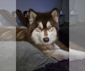 Alaskan Malamute-Huskies  Mix Dogs for adoption in Fort Collins, CO, USA