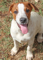 Beagle-Unknown Mix Dogs for adoption in PIPE CREEK, TX, USA