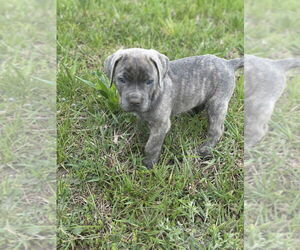 Mutt Dogs for adoption in Mooresville, NC, USA