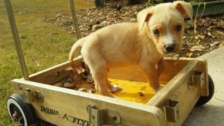 Medium Photo #1 American Bulldog-Unknown Mix Puppy For Sale in Cumming, GA, USA
