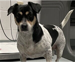 Rat Terrier-Unknown Mix Dogs for adoption in St. Cloud, FL, USA