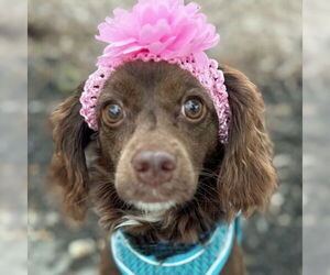 Cocker Spaniel Dogs for adoption in Arlington, VA, USA