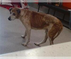 Mutt Dogs for adoption in Louisville, KY, USA