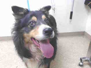 Border Collie Dogs for adoption in Palmer, AK, USA