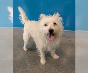 Mutt Dogs for adoption in San Martin, CA, USA