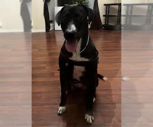 Labrador Retriever-Unknown Mix Dogs for adoption in San Antonio, TX, USA