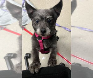 Mutt Dogs for adoption in Mundelein, IL, USA