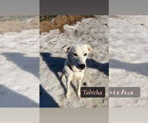 Great Pyrenees-Unknown Mix Dogs for adoption in Croydon, NH, USA