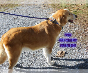 Collie-Unknown Mix Dogs for adoption in Huddleston, VA, USA