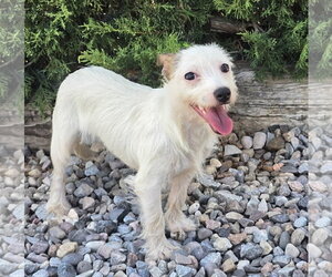 Maltese-Unknown Mix Dogs for adoption in Albuquerque, NM, USA