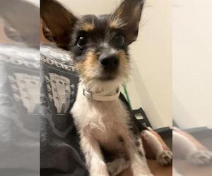 Mutt Dogs for adoption in San Antonio, TX, USA