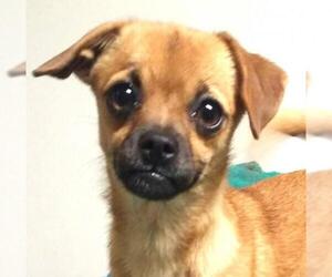 Chihuahua Dogs for adoption in Cabool, MO, USA