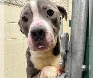 American Pit Bull Terrier-Unknown Mix Dogs for adoption in Anchorage, AK, USA