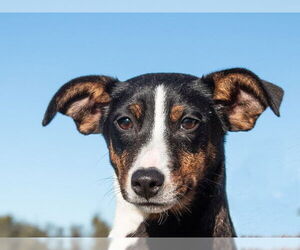 Parson Russell Terrier-Rat Terrier Mix Dogs for adoption in San Andreas, CA, USA