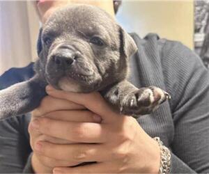 American Staffordshire Terrier-Unknown Mix Dogs for adoption in San Antonio, TX, USA