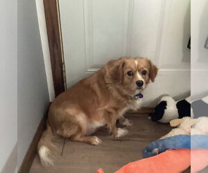 Cavalier King Charles Spaniel-Unknown Mix Dogs for adoption in Fargo, ND, USA