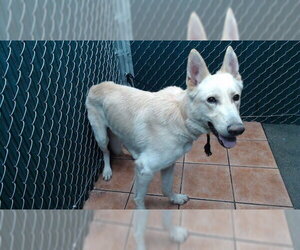 German Shepherd Dog-Unknown Mix Dogs for adoption in Downey, CA, USA