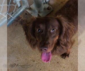 Dachshund Dogs for adoption in Shreveport, LA, USA
