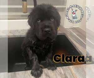 Cocker Spaniel-Unknown Mix Dogs for adoption in Omaha, NE, USA