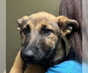 German Shepherd Dog Dogs for adoption in Salinas, CA, USA
