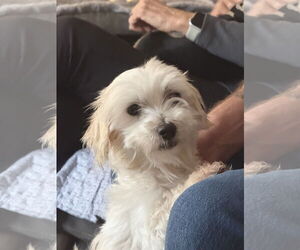 Maltese Dogs for adoption in Middlesex, NC, USA