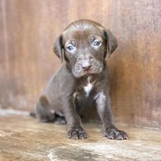 Medium Photo #1 Labrador Retriever Puppy For Sale in Fredericksburg, TX, USA