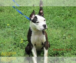 American Boston Bull Terrier Dogs for adoption in West Palm Beach, FL, USA