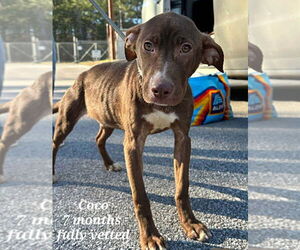 American Staffordshire Terrier-Unknown Mix Dogs for adoption in Wenonah, NJ, USA