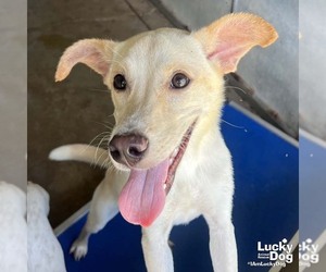 Labrador Retriever-Unknown Mix Dogs for adoption in Washington, DC, USA
