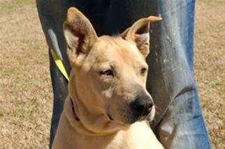 Labrador Retriever-Unknown Mix Dogs for adoption in Mountain Home, AR, USA