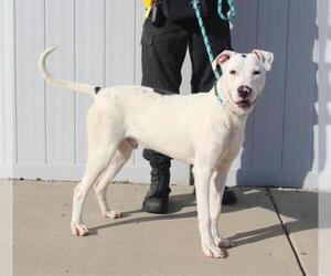 Dalmatian-Unknown Mix Dogs for adoption in Louisville, KY, USA