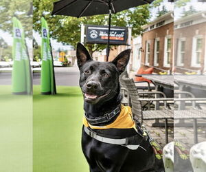 Labrador Retriever-Unknown Mix Dogs for adoption in Westwood, NJ, USA