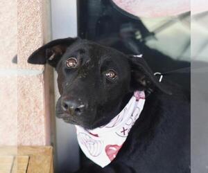 German Shepherd Dog-Unknown Mix Dogs for adoption in San Antonio, TX, USA