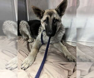 German Shepherd Dog-Unknown Mix Dogs for adoption in Downey, CA, USA