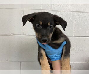 German Shepherd Dog Dogs for adoption in San Bernardino, CA, USA