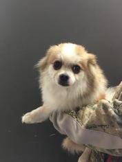 Pomeranian Dogs for adoption in Washougal, WA, USA