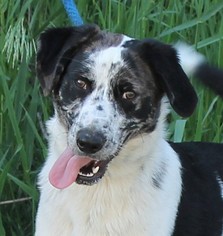 Australian Shepherd Dogs for adoption in Mukwonago, WI, USA