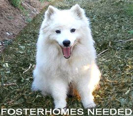 American Eskimo Dog Dogs for adoption in Downey, CA, USA