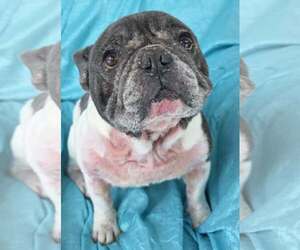 French Bulldog Dogs for adoption in Cuba, NY, USA