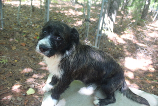 Small Pembroke Welsh Corgi Mix